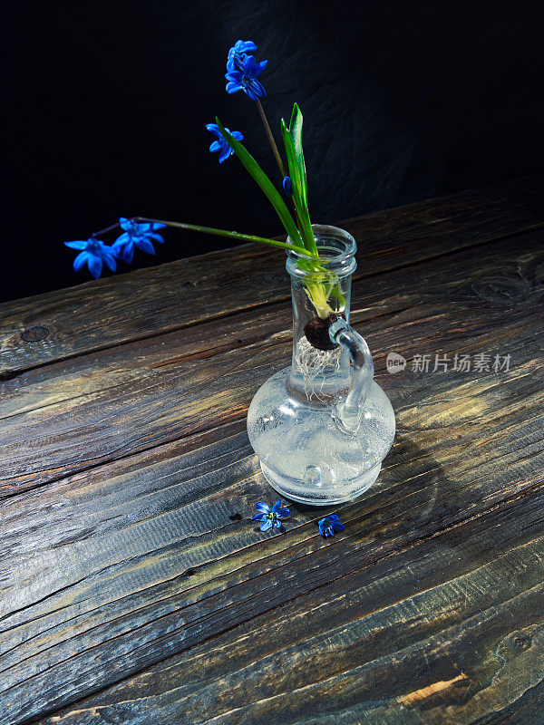 黑色的仍然有蓝色的花(scilla siberica)